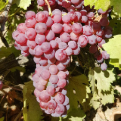 KIŞ KIRMIZISI ÜZÜMÜ KIŞ KIRMIZISI ÜZÜMÜ